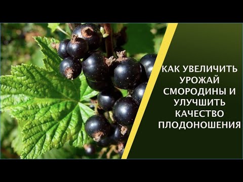 Видео: СМОРОДИНА ПЛОХО ПЛОДОНОСИТ? ИСПРАВИМ!