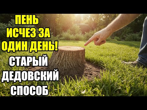 Видео: Я удалил старый пень за один день! Дедовский секрет, который разрушает дерево без топора и техники!