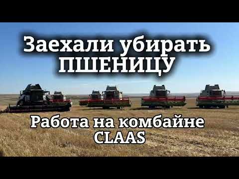 Видео: Зашли убирать ТВЕРДУЮ пшеницу | Работаем на CLAAS TUKANO 340 | Мужики молотят зерно