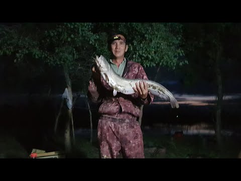 Видео: Рыбалка на сома!31.06.23г.