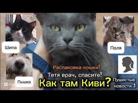 Видео: 👉Распаковка кошки/Срочно к врачу! / Что с Киви!