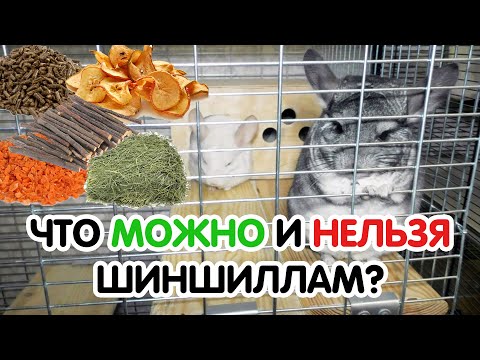 Видео: Что можно и нельзя давать шиншиллам. Лакомства для шиншилл