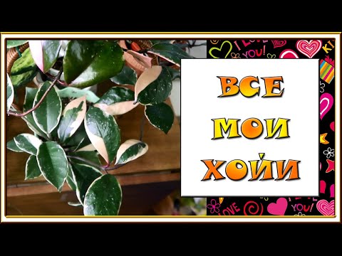 Видео: ВСЕ МОИ ХОЙИ / Кто остался после зимы / Hoya my collection