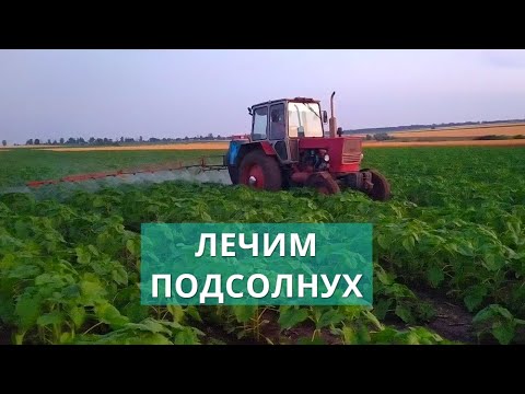 Видео: ВНОСИМ ФУНГИЦИД НА ПОДСОЛНЕЧНИК 2021. СПАСАЕМ ОТ СЕПТОРИОЗА!!! ЮМЗ-6 В РОБОТЕ С ОПРЫСКИВАТЕЛЕМ.