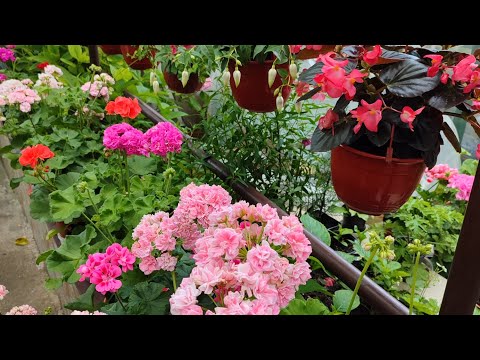 Видео: ПОСЛЕДНИЙ ДЕНЬ МАЯ... #гортензия#черенки#цветоводство#фуксия#пеларгония#герань#мойопыт#настроение#