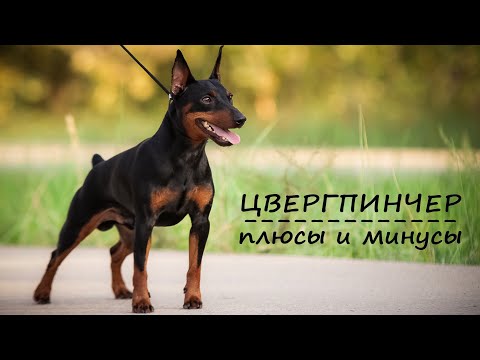 Видео: ЦВЕРГПИНЧЕР. Плюсы и минусы породы MINI PINSCHER