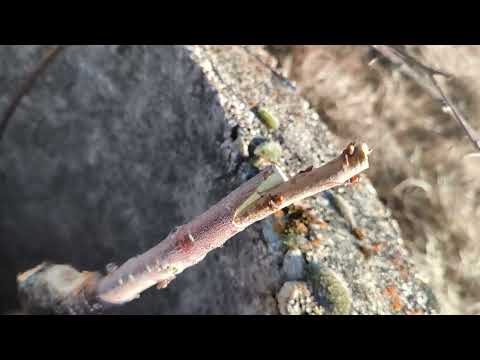 Видео: Ранно Ашладисване Череша на подложка Дива Череша. 9.01.2025г.