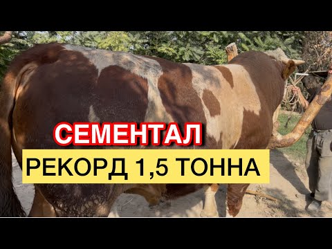 Видео: РЕКОРД 1,5 ТОННА УРДУ БУНДАЙ БУКА КОРОЛЕКСИЗ☎️ (0555) 047-734