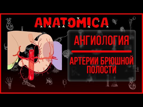 Видео: Артерии брюшной полости и забрюшинного пространства / Артерии большого круга / Ангиология