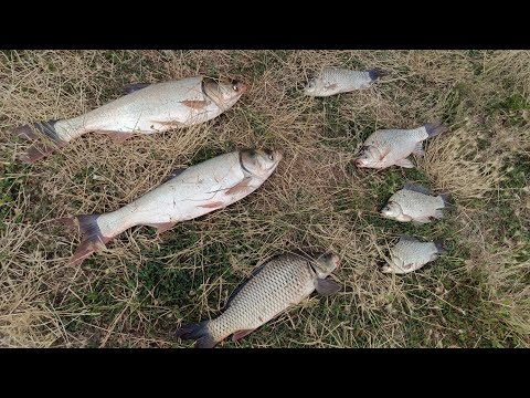 Видео: Армянские пруды. Рыбалка Ставропольский край (КМВ). Толстолобик, карп, карась. Рыбалка в жару...