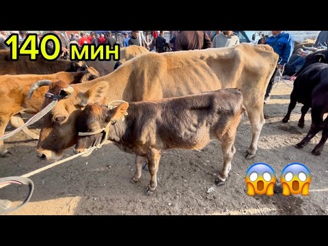 Видео: КУРШАБ СААН УЙЛАР БААЛАРЫ 13.09.25.#памиртв #куршаб #малбазар2025 #сегодня #озгон 