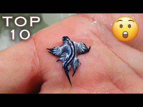 Видео: Топ 10 Животни, които не знаехте че съществуват