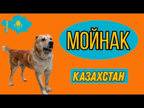 Видео: Вспомнить все / Правда о Мойнаке / История породы