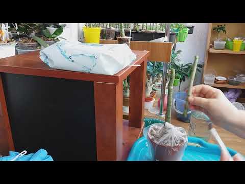 Видео: АДЕНИУМЫ. УКОРАЧИВАЮ. ФОРМИРУЮ. ПРИВИВАЮ