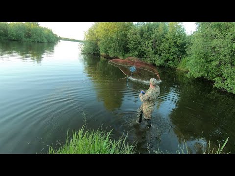 Видео: Кастинговая сеть с кольцом большая! Ловим на водоёме.