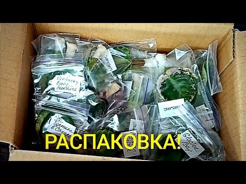 Видео: РАСПАКОВКА НОВЫХ МИНИ И ПОЛУМИНИ СОРТОВ! ФИАЛКИ !