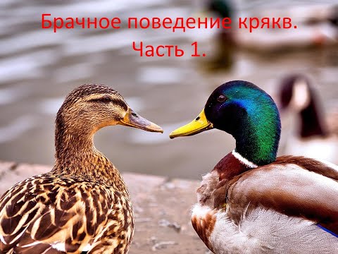 Видео: Брачное поведение крякв. Часть 1: Встреча и зимовка.