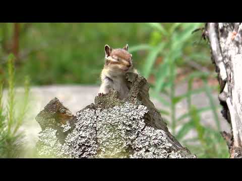 Видео: Премудрая Бурундучиха с Брусничной горы