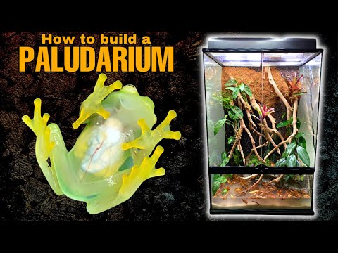 Видео: Как построить палюдариум | Познакомьтесь со всеми моими стеклянными лягушками!