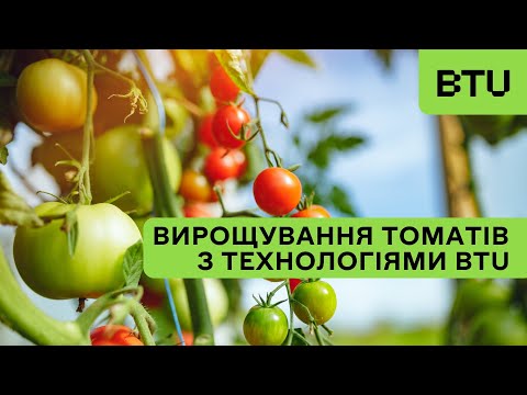Видео: Вирощування томатів з технологіями BTU в теплицях 🍅