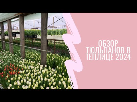 Видео: ТЮЛЬПАНЫ К 8 марта! Краткий обзор сортов сезона 2024!🌷