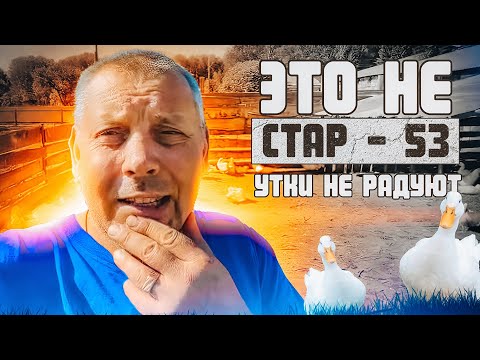 Видео: Мое хозяйство в июне: утки разочаровывают, поросят кастрировал, барашки радуют. "Мое Подворье"