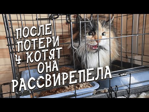 Видео: Спасение животных/ Лиза стала кидаться на приютивших её людей