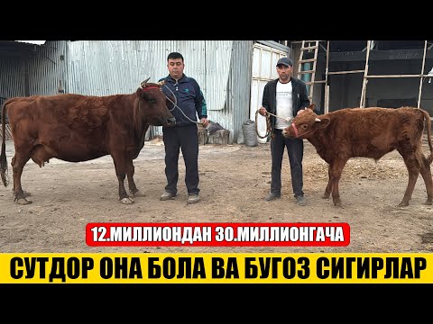 Видео: ФЕРМАХОНАДАН  СУТДОР  ОНА  БОЛА ВА  БУГОЗ  СИГРЛАР