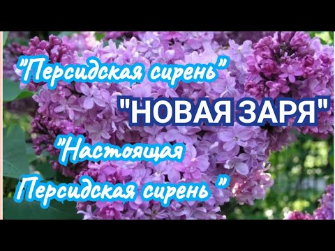 Видео: "Новая заря "  мои впечатления..Ароматы на весну..👌