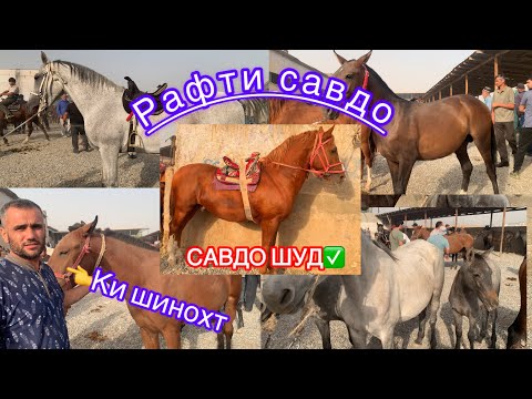 Видео: Асп бозори Душанбе (Ленский район) беҳтарин навори имсола🥳. Нархи байталҳо, тойҳо ва аспҳои бузи.