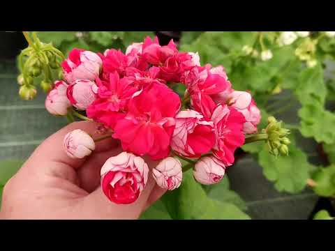 Видео: Красавицы пеларгонии. Любимый зонартик. 6.05.24