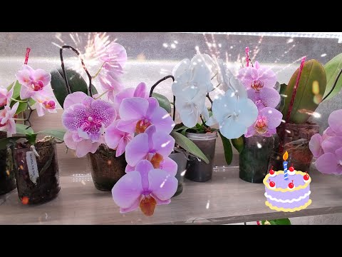 Видео: #49 Год 🎂 Новая орхидея 🆘Пересадка phal. VIOLET ANGEL 🪴