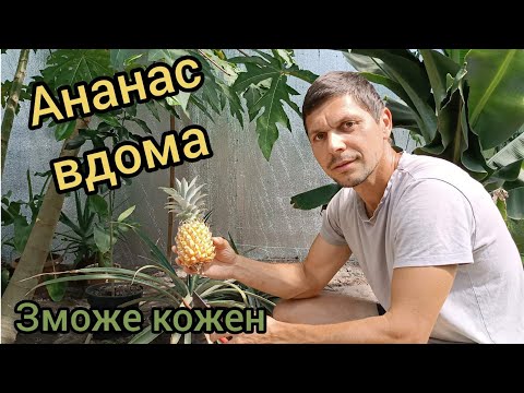 Видео: Вирощування ананаса вдома. Ананас достиг і смакує неймовірно.