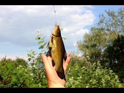 Видео: Рыбалка на р. Орель или рыбное ассорти