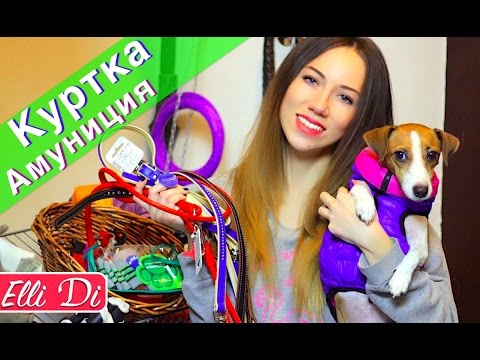 Видео: ХРАНЕНИЕ ВЕЩЕЙ МОЕЙ СОБАКИ - ОБЗОР НОВОЙ КУРТКИ AIRY VEST - АМУНИЦИЯ COLLAR | Elli Di Pets