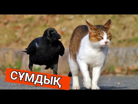 Видео: Мына қарғаның не істегенін қараңыз.Ақылды жануарлар