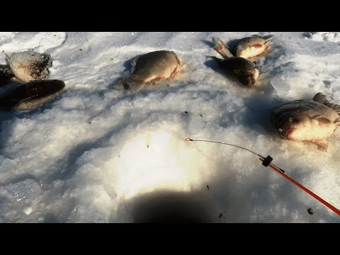 Видео: ЛЕСКА ЗВЕНИТ!!! ОГРОМНЫЕ КАРАСИ И САЗАН!!! ЗИМНЯЯ РЫБАЛКА 2022 !!!