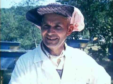Видео: Чтобы пчел стало больше. Учебная Киностудия ВГИК 1982 год.