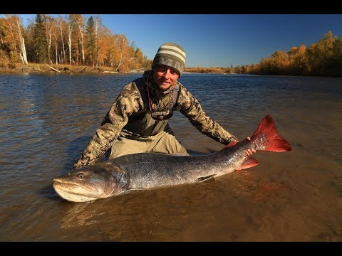 Видео: Рыбалка на гигантских тайменей.