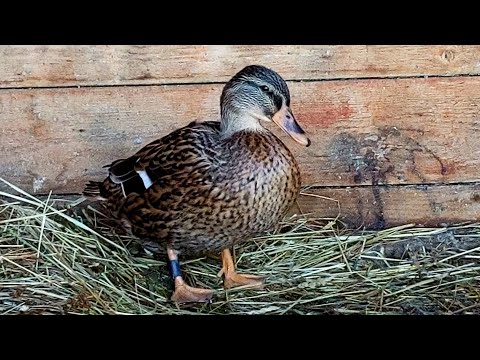 Видео: Думал Катька улетела