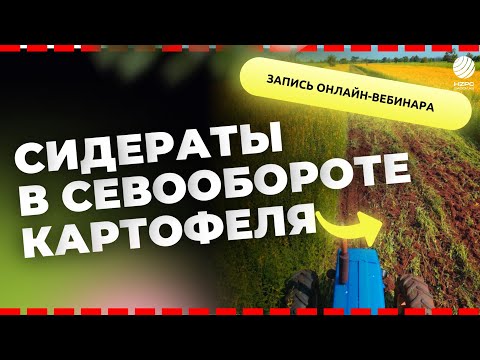 Видео: Сидераты в севообороте картофеля