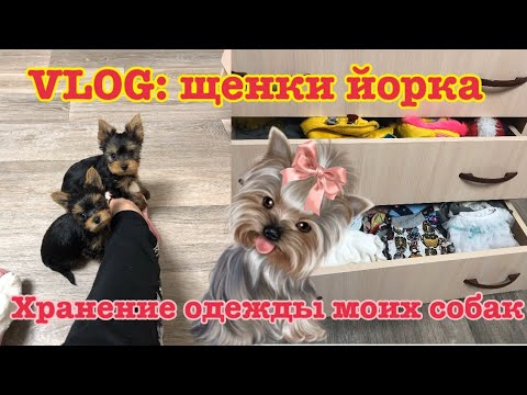 Видео: VLOG: щенки йорка,одежда моих йорков,все наши вещи.