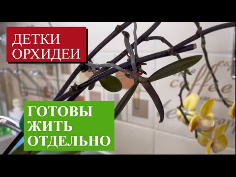 Видео: КАК ОТДЕЛИТЬ ДЕТКУ ОРХИДЕИ и ВО ЧТО ПЕРЕСАДИТЬ?