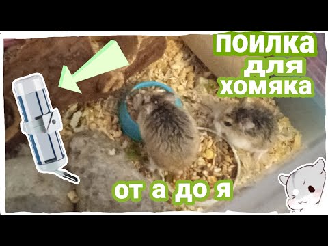 Видео: 🐹ВСЕ о ПОИЛКА для хомяка| ВСЕ ОТ А ДО Я✅✅✅| HOMUSYA LIFE