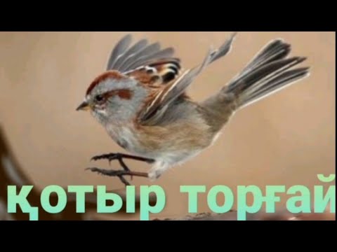 Видео: Қазақша ертегілер.  "Қотыр торғай " қазақ халық ертегісі  / аудиокітап