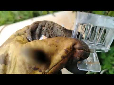 Видео: Пчелиный Рой каждый день. На 51 секунде слева на столбе ещё один сидит огромный через забор торчит