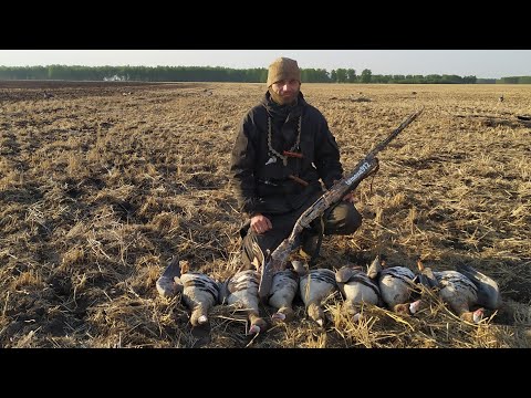 Видео: Отличная охота на гуся!!! Ночные гости!!! Омская область!!! МР155