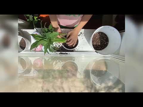 Видео: Айел бақыты. Женская счастье. Әйел бақыты гүлін дұрыс отырғызу. Болме гулдерын баптау.