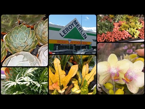 Видео: Леруа Мерлен Липецк🌱Свежий завоз растений🌸Вариегатная Хамедорея👍Орхидеи🌸Фиттонии🌱Яркие Кротоны и др.