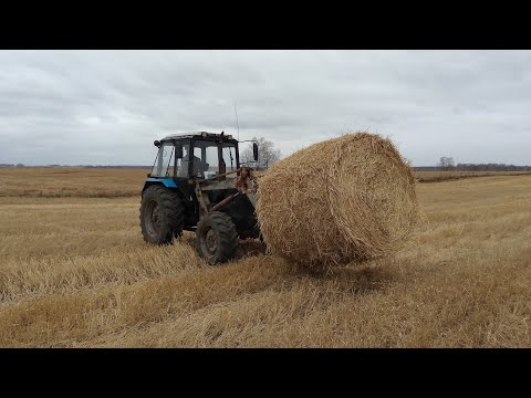 Видео: Возим солому на мтз 892.2! 23.10.2021г.